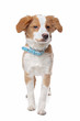 Mixed breed puppy