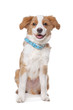 Mixed breed puppy
