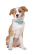 Mixed breed puppy