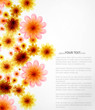 vector shiny beautiful flower background design vector shiny beautiful flower background design