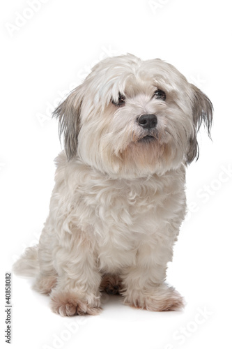 Photo: mixed breed boomer dog mixed breed boomer dog