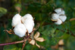 Cotton boll