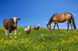 Farm animals grazing Farm animals grazing