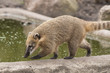 Nasenbär