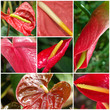 anthurium