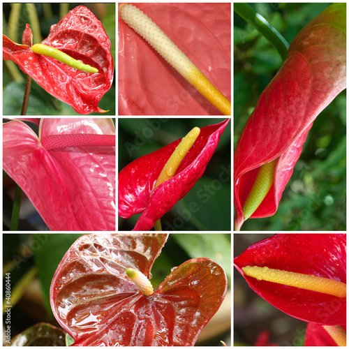 Foto: anthurium anthurium