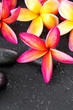 Photo: beautiful and colorful Frangipani with zen stone for Spa concept beautiful and colorful Frangipani with zen stone for Spa concept