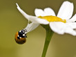 Ladybird