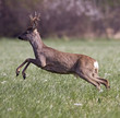 Roe deer jumping