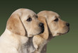 Labrador Retriever puppies