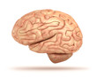 Human brain 3D model, isolated
