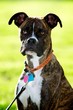 Boxer