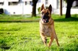 Belgian Malinois