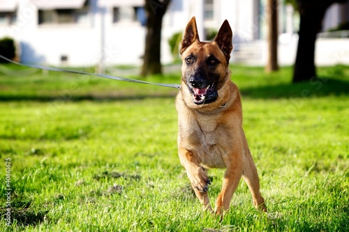 Photo: Belgian Malinois Belgian Malinois