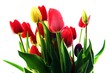 bunte Tulpen - isoliert