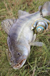 fishing catch - zander
