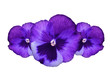 Purple pansy flowers