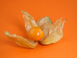 Physalis