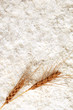 White flour with wheat ears