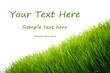 Green fresh grass over white background