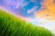 Nature background with perfect meadow at sunrise