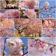 Collage with pictures of Japanese cherry blossoms Collage with pictures of Japanese cherry blossoms