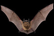 Bat fly
