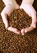 Fresh roasted coffee beans in hands Fresh roasted coffee beans in hands