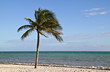 Palme am Strand