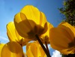 tulpen