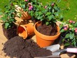 umtopfen von fuchsien
