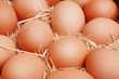 chicken farm