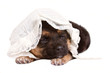 lovely puppy with baby's cap lovely puppy with baby's cap