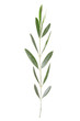 Olive twig isolated on white, clipping path included