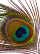 Beautiful exotic peacock feathers on white background Beautiful exotic peacock feathers on white background