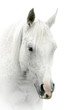 white horse