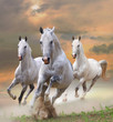 white horses in dust