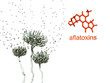 Aflatoxins