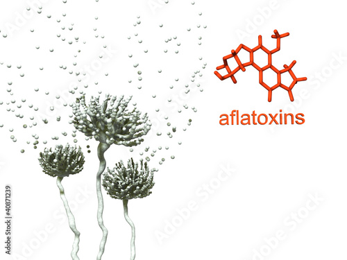 Illustration: Aflatoxins Aflatoxins