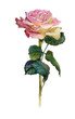 Pink rose