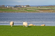 Flock of sheeps in Burren, Co. Clare, Ireland