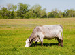 White cow grazing White cow grazing