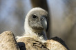 White-backed vulture (Gyps africanus)