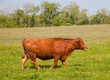 Brown Cow Brown Cow