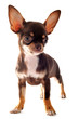 puppy chihuahua