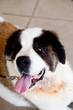 Panting dog Panting dog