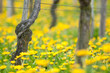 Weinreben im April 4
