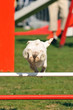 chien d'agility