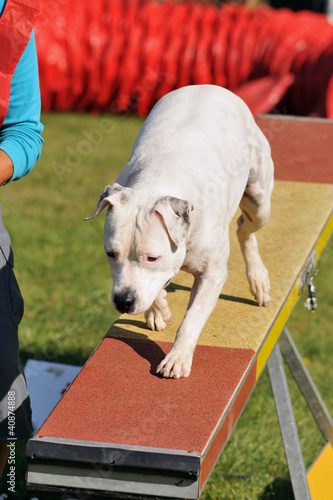 Photo: chien d'agility chien d'agility