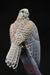 Turmfalke